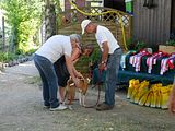 Golden Rabbit European Sandtrack-Derby Th. Ernst (205)